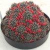 mammillaria_prolifera